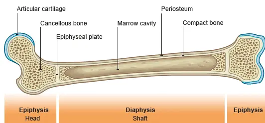 MedBrane epiphyseal plate