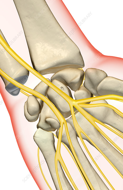 Wrist nerves medbrane