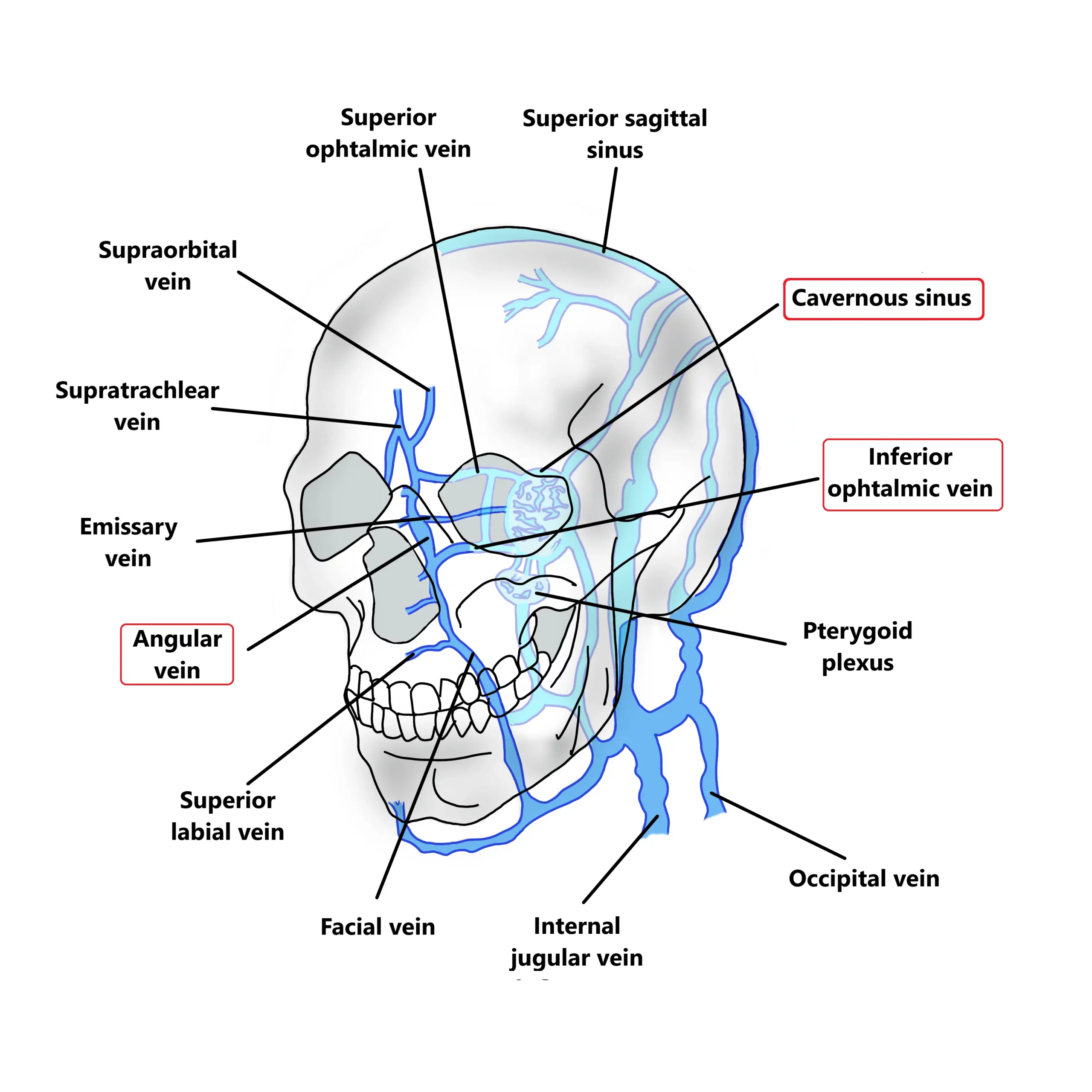 Clinical Importance of Dural Sinuses