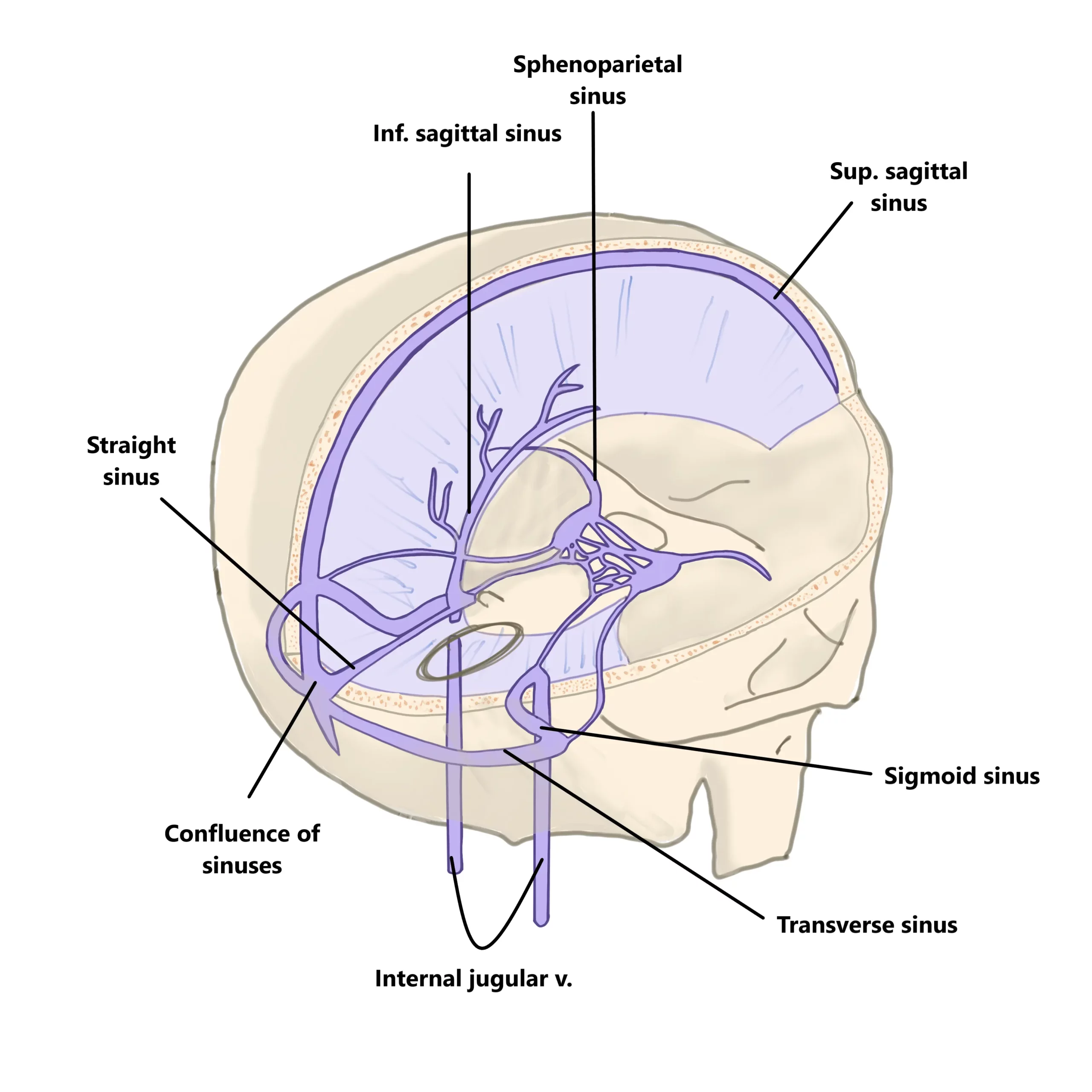 dural venous sinuses - anatomy